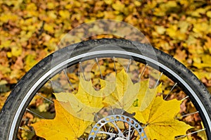 Bicycle wheel with yellow maple leaves in autumn sunny day