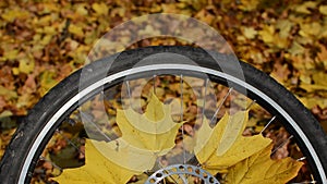 Bicycle wheel with yellow maple leaves in autumn sunny day