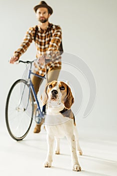 bicycler standing with cute beagle