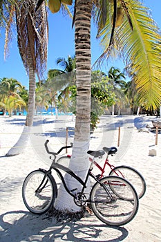 Bicycles bike on coconut palm tree caribbean beach