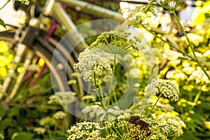 Bicycles hidden behind ground elder