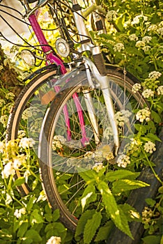 Bicycles hidden behind ground elder