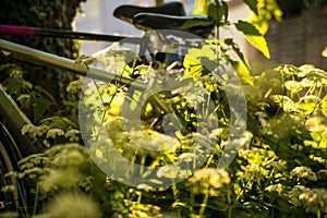 Bicycles hidden behind ground elder