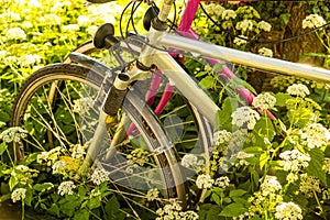Bicycles hidden behind ground elder