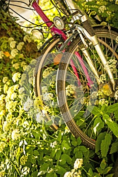 Bicycles hidden behind ground elder