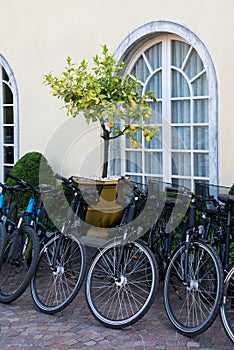 Bicycles and lemon tree in the tub