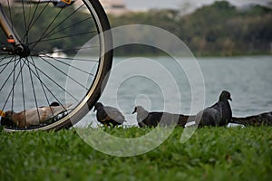 Bicycles parked near the lake and dove on the grass.