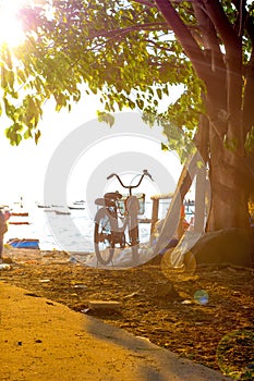 Bicycles parked under the trees