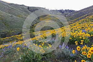 Bicycles on Sage Hills Trail, Wenatchee, Washington