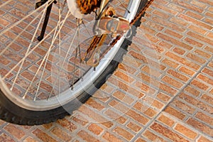 Bicycles at the yard