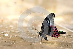 Bicyclic emerald green phoenix butterfly in wate