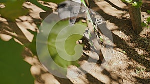 Bicyclist rolling mountain bike uphill. Man cyclist riding mountain bicycle