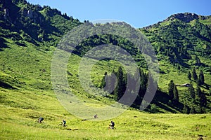 Bicyclists on the green slope