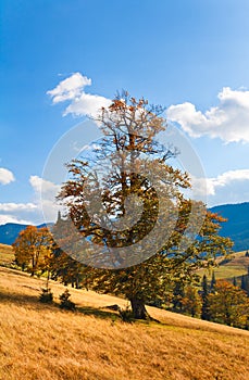 Bid autumn lonely tree on mountainside