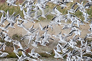 Bid flock of black headed gulls in flight.