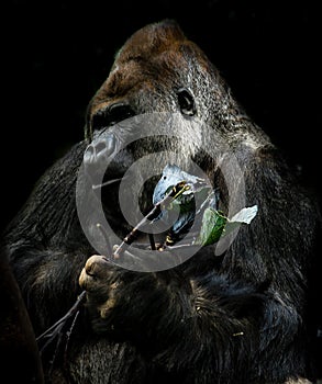 Bid silver back gorilla against black background eating lefs photo