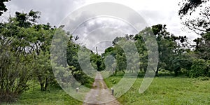 Bidadari forest in Singapore