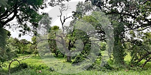 Bidadari forest in Singapore