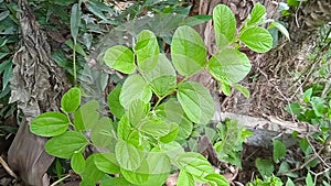 The bidara leaf plant or Zizyphus mauritania