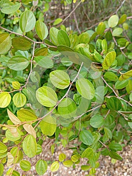 Bidara leafs thorny plantsHas many Benefits