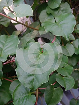 Bidara leaves are highly sought after and well-known photo