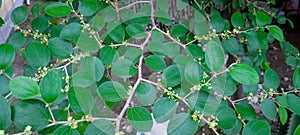 This bidara tree has thorns all over its trunk from bottom to tip. Similar to a lime tree which has thorns all over its trunk photo