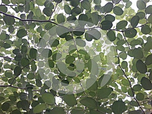 Bidara tree and leaf walpaper plant photo