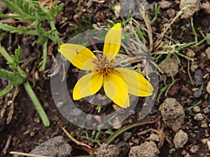 Bidens Andicola