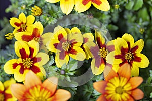 Bidens is a dazzling Mexican plant.If grown as a perennial it will develop into quite a large herbaceous plant
