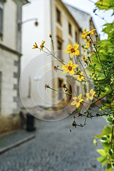 Bidens ferulifolia