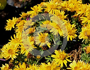 Bidens ferulifolia `Namid Compact Double Yellow`