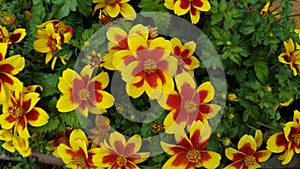 Bidens ferulifolia: small daisies of a bright yellow color, two-tone with orange