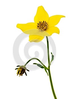 Bidens flower