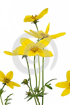 Bidens flower