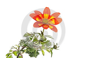 Bidens flower and foliage