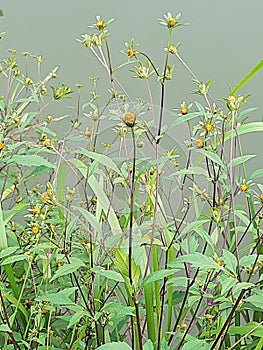 Bidens frondosa blooming in summer on the bank of a little stream