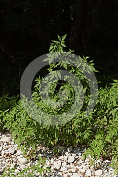 Bidens frondosa plant close up