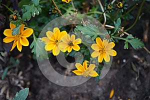 Bidens is a genus of flowering plants in the aster family, Asteraceae. Berlin, Germany