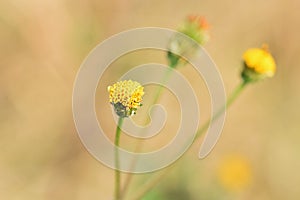 Bidens pilosa