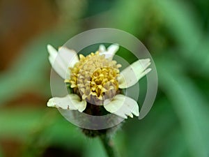 Bidens pilosa also called ketul kebo, ketul sapi, jaringan, caringan, lanci thuwa, lancing thuwa, cing-lancingan, Spanish Needle, photo
