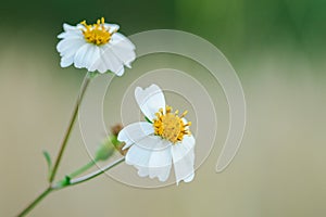 Bidens pilosa is blooming, is a biennial plant.