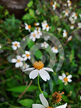 Bidens pilosa or cobblers pegs on the fence. It has white petals and yellow disc florets in the center.