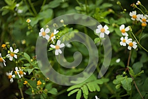 Bidens pilosa flowers