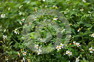 Bidens pilosa flowers