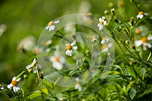 Bidens pilosa flowers