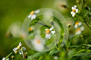 Bidens pilosa flowers