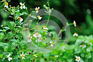 Bidens pilosa flowers