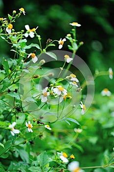 Bidens pilosa flowers