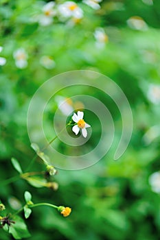 Bidens pilosa flowers