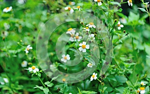 Bidens pilosa flowers